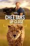 Cheetahs Up Close with Bertie Gregory (2026)